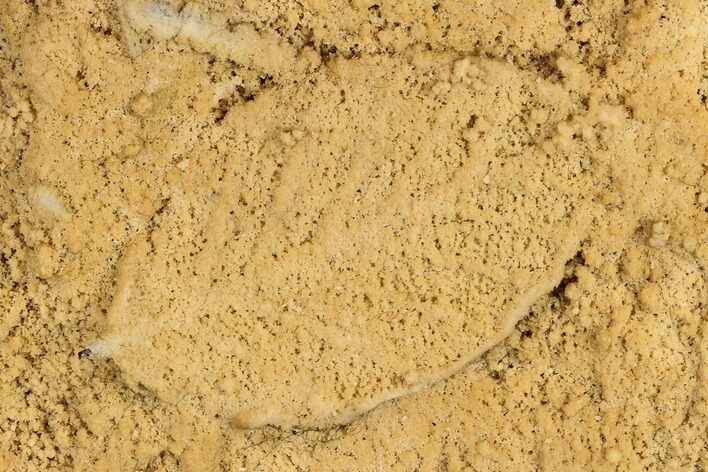 Fossil Leaf Preserved In Travertine - Austria #113069